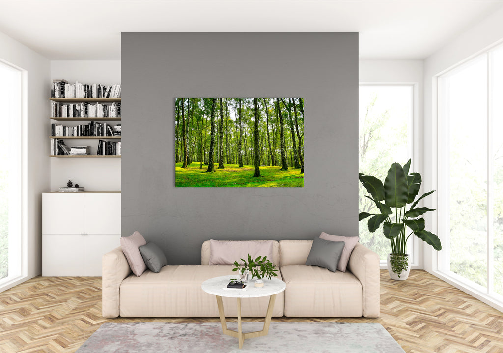 Fotodruck - Birkenwald