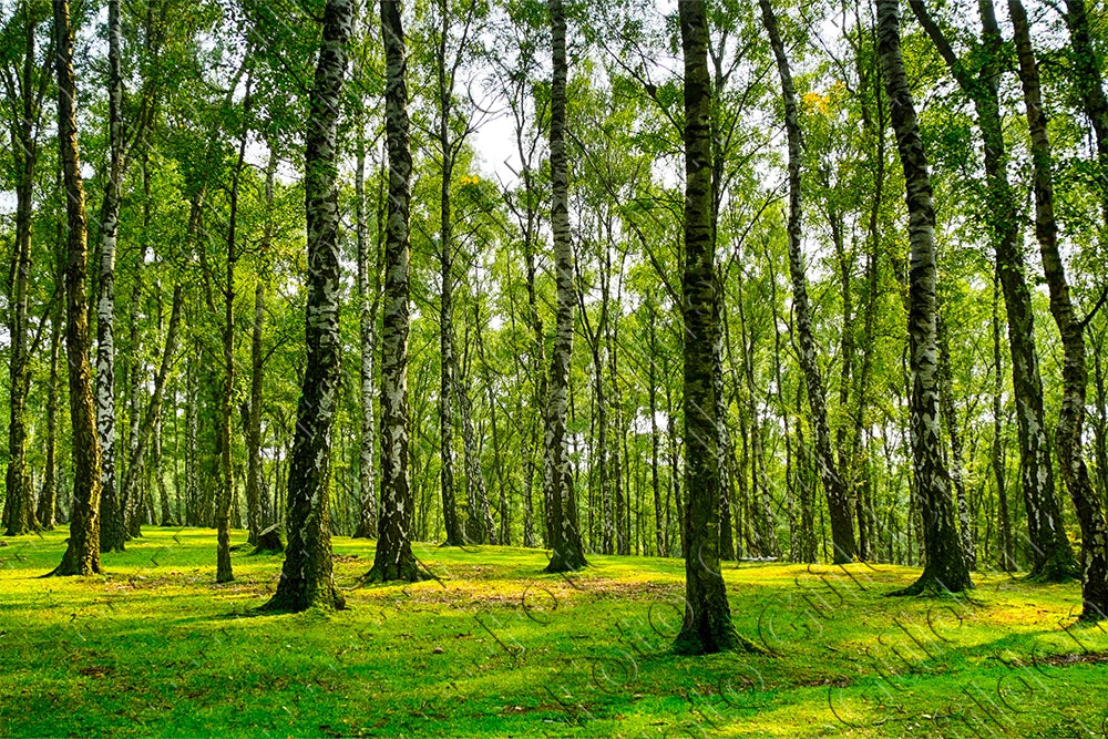 Fotodruck - Birkenwald