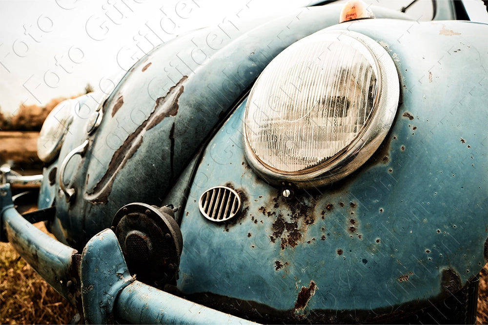 Fotodruck - Rat Beetle