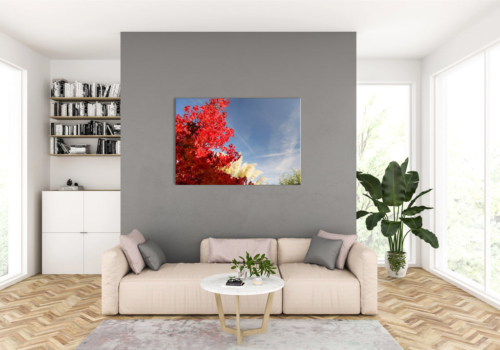 Fotodruck - Roter Ahorn