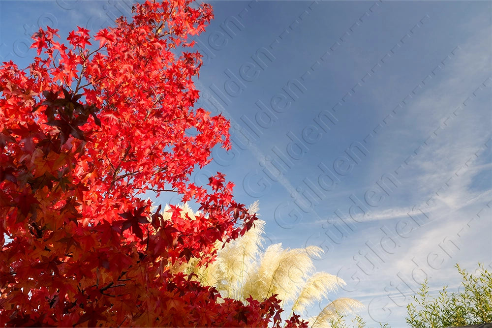 Fotodruck - Roter Ahorn