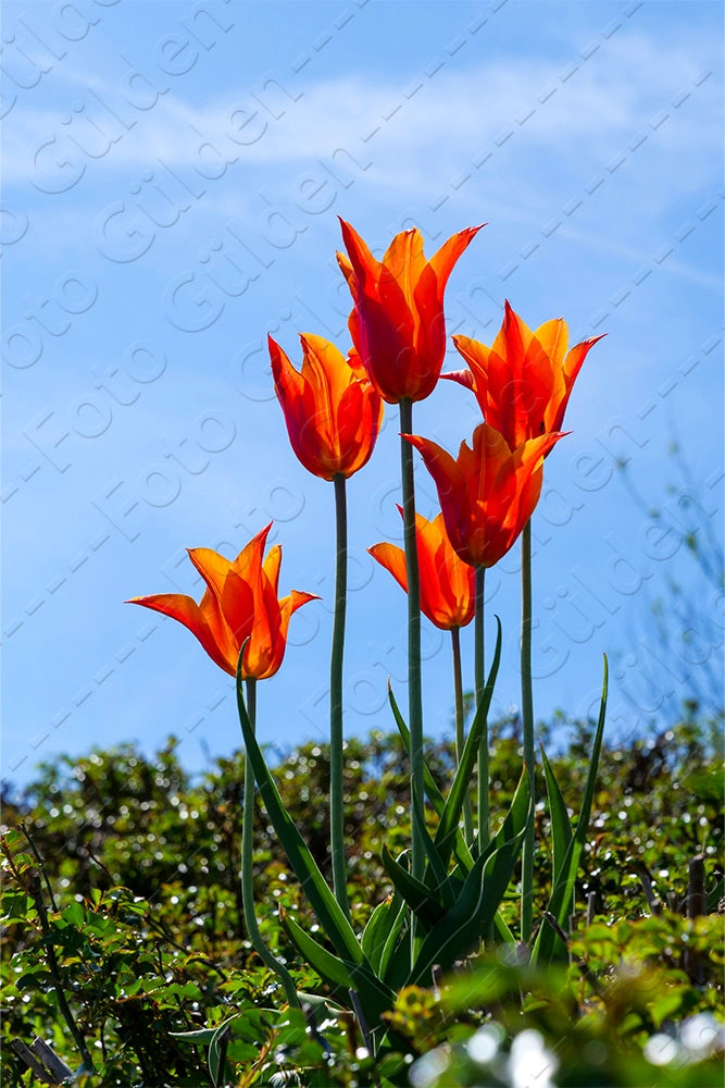 Fotografie von 6 orange roten Tulpen die sich vom blauen Himmel absetzten.